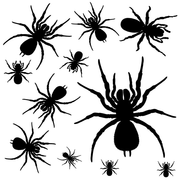 Spinnen - Vektor, Bild
