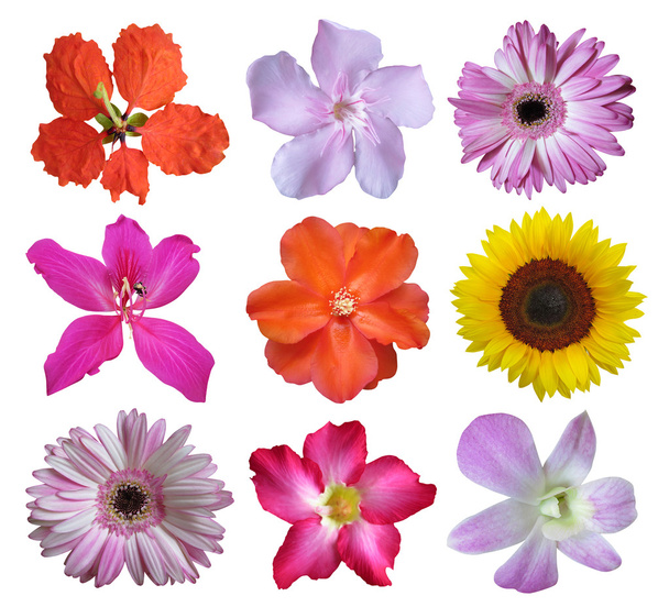 Coleção de flores
 - Foto, Imagem