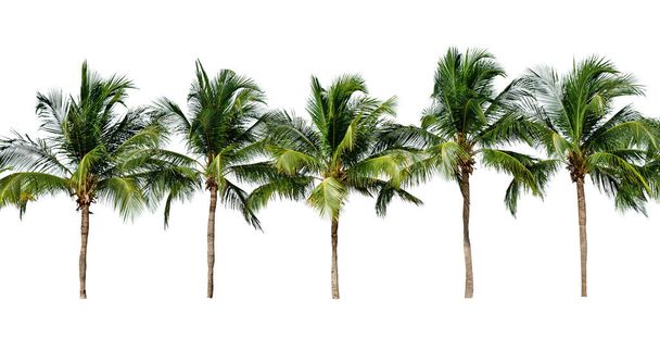листья кокосового дерева изолированы на белом фоне, Зеленые листья узор  - Фото, изображение