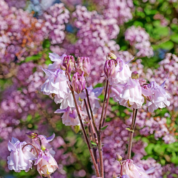 庭のコロンビンを開花させる - 写真・画像