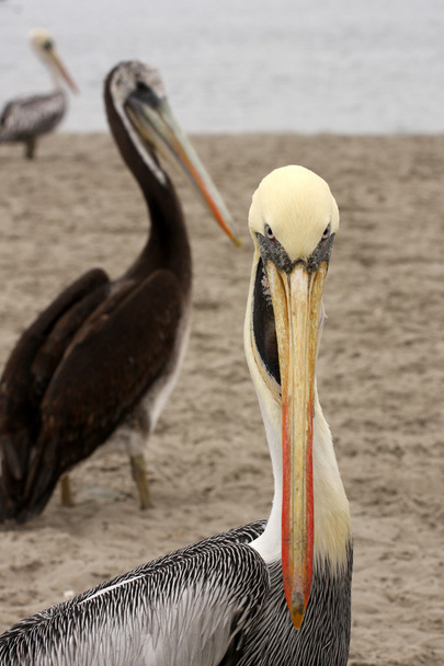 Pelicans sulle Isole Ballestas, Parco nazionale di Paracas in Perù
 - Foto, immagini