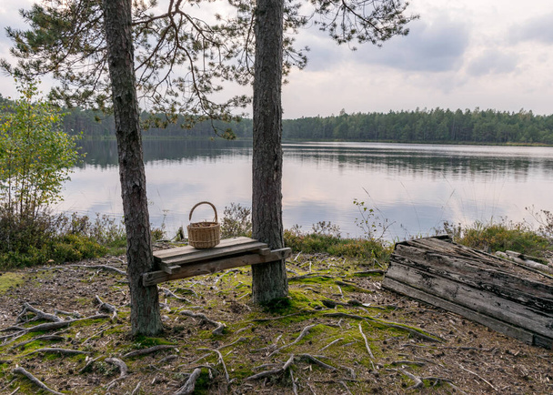 pequeña canasta de mimbre en un banco casero entre pinos en la orilla del lago, lago pantano, tiempo de otoño - Foto, imagen