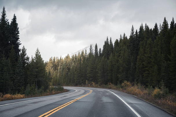 Road trip on highway road with sunlight on pine forest in overcast at Banff national park, Canada - 写真・画像