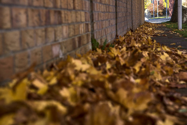 Muchas hojas marrones caídas en otoño en la acera junto a la pared de ladrillo. Concéntrate en el fondo. Hermosas hojas de arce caído. Copiar espacio. Ballinteer, Dublín, Irlanda - Foto, Imagen