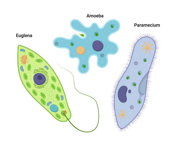 Ilustración vectorial de organismos unicelulares. Amoeba proteus Paramecium caudatum y Euglena viridis. Protozoos - Vector, imagen