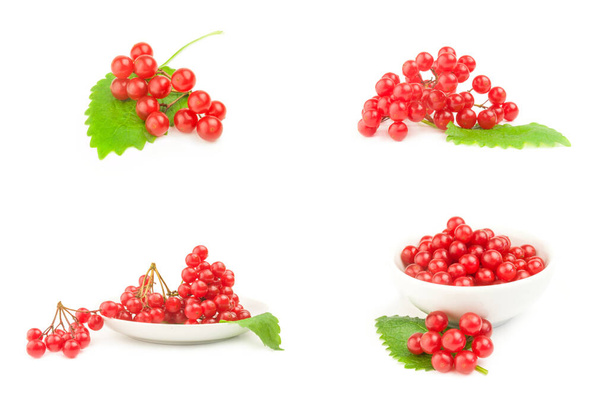 Collage of bunch of red berries- guelder rose - Photo, Image