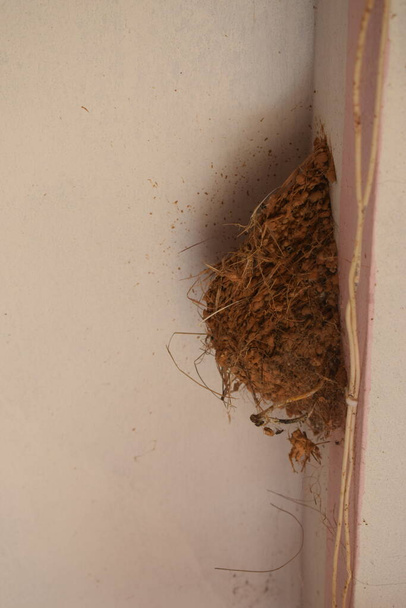 Gorrión de la casa en el antiguo nido de una casa - Foto, Imagen