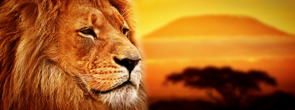 Lion portrait on savanna - Photo, Image
