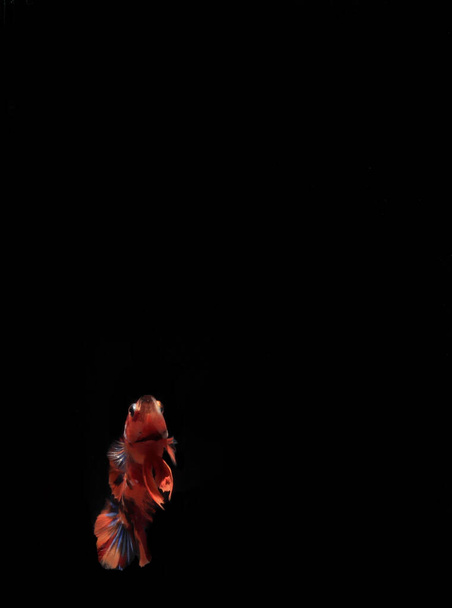 Оранжевая рыба Бетта, на Черной Backgroun - Фото, изображение