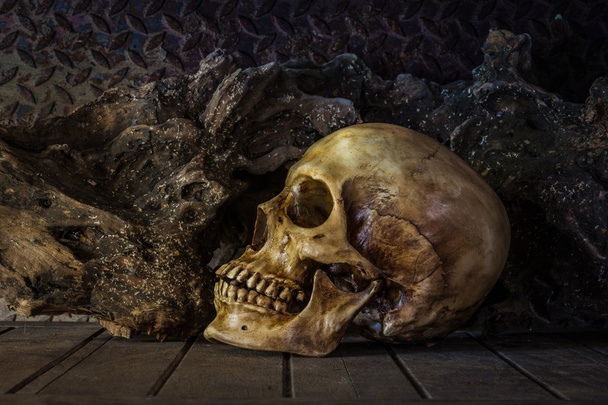  Still Life with a Skull. - Photo, Image