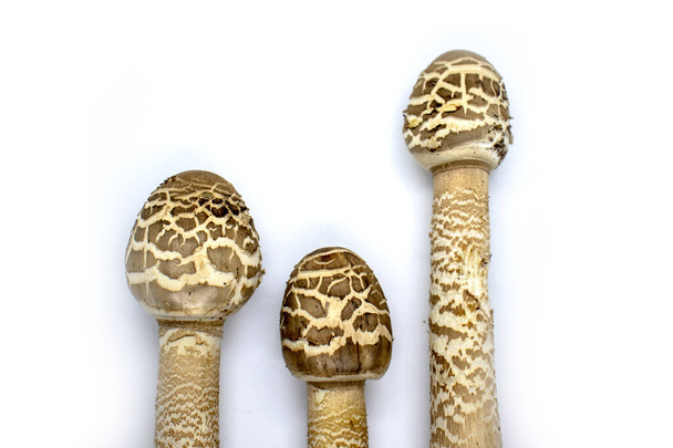 parasol mushroom on white background close up Macrolepiota procera. - Photo, Image