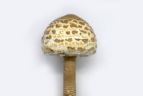 μανιτάρι parasol σε λευκό φόντο close up Macrolepiota procera. - Φωτογραφία, εικόνα