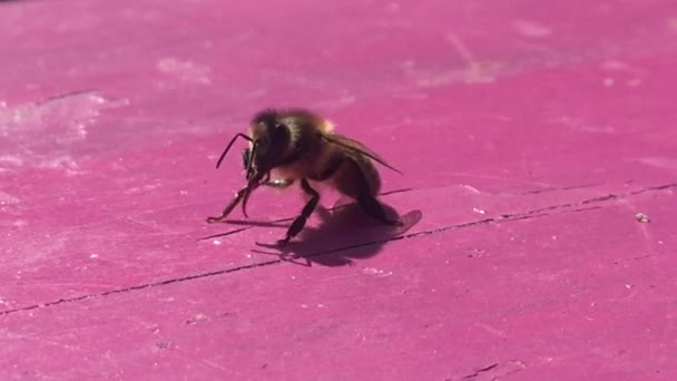 inseto vespa descansando na mesa rosa close up fundo com cópia de vídeo de imagens de espaço  - Filmagem, Vídeo