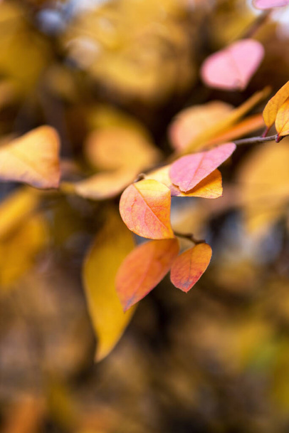 黄金色の背景とフィールドの短い深さとカラフルな秋の葉。紅葉の背景、紅葉のグリーティングカード - 写真・画像