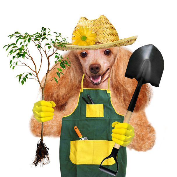 Dog gardener - Foto, Imagem