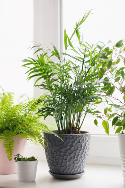 Fern nephrolepsis, ficus, succulents and palm Hamedorea. Home green flowers and plants in pink, white and gray pots on the windowsill. scandinavian care concept Interior - Photo, Image