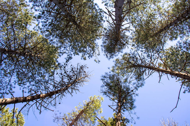 Blick auf grüne Bäume mit dem Himmel im Hintergrund. - Foto, Bild