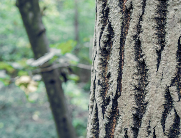 Bark tree close up in the forest. - Φωτογραφία, εικόνα