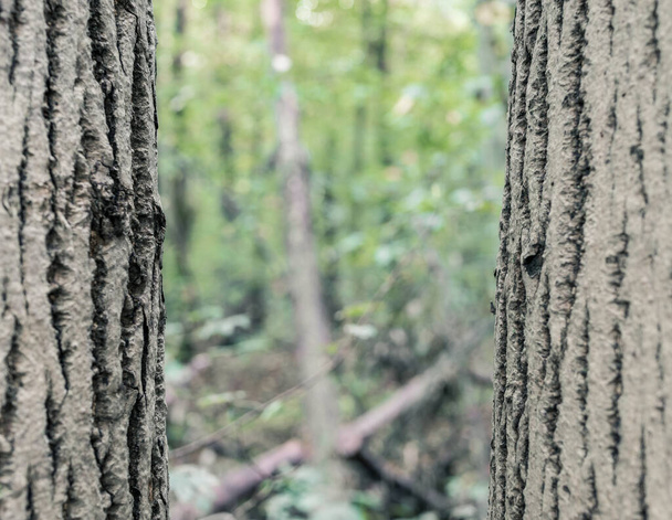 Dva paralelní kmeny v lese s rozmazaným bokeh pozadím. Zavřít mezi dvěma stromy.. - Fotografie, Obrázek