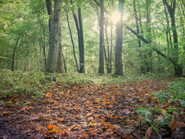 Güzel sonbahar orman manzarası. Düşmüş sarı bir halı, kahverengi yapraklar ve ağaçların arasından güneş ışınları. - Evet. Romanya 'nın Bükreş kenti yakınlarındaki Baneasa ormanı - Fotoğraf, Görsel