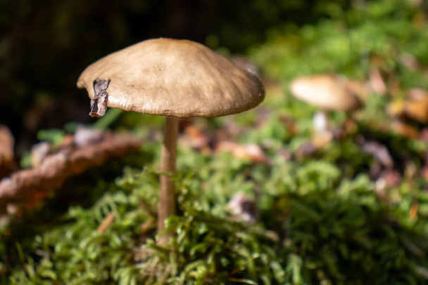 Коричневий гриб закривається між листям, мохом і гілками в горах між деревами. - Фото, зображення