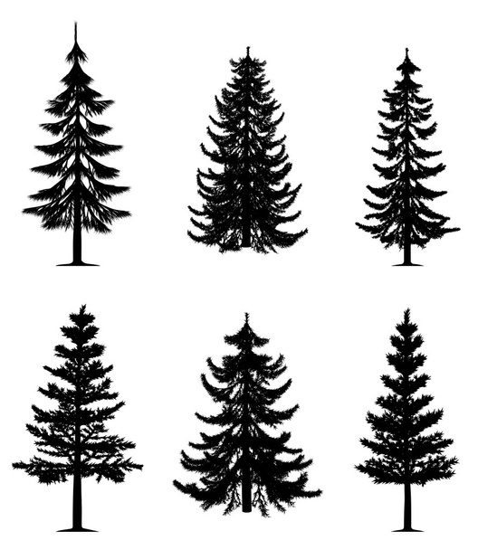 Pine trees collection - Vector, Image