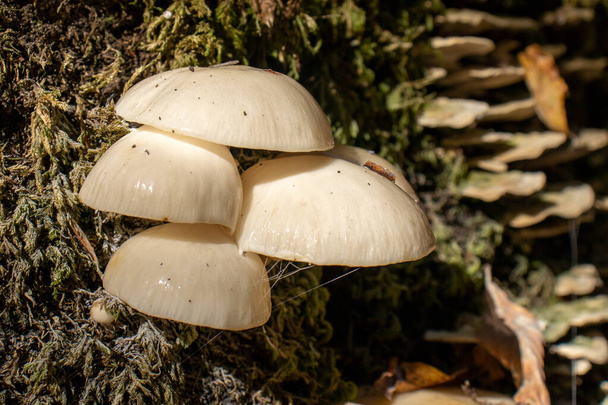 Valkoinen sieni lähikuva tulossa ulos lehtien, sammalta ja oksat vuorilla puiden keskuudessa - Valokuva, kuva