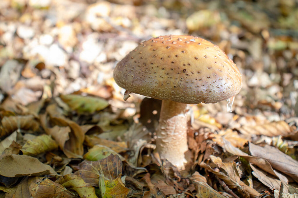 Gele paddenstoel komt van dichtbij tussen de bladeren, mos en takken in de bergen tussen de bomen - Foto, afbeelding