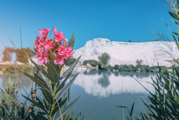Kvetoucí magnólie u modrého jezera s výhledem na sněhobílé svahy hradu Pamukkale v Turecku. - Fotografie, Obrázek
