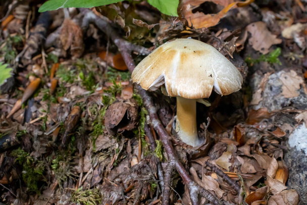Білий гриб крупним планом виходить серед листя, моху і гілок в горах серед дерев
 - Фото, зображення