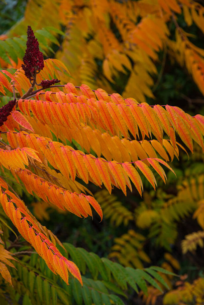 炎のような金色の秋の色でシダのような素晴らしい温帯林の葉を背景に、詳細、クローズアップ - 写真・画像
