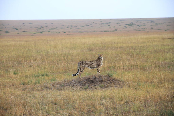Guépard - Masaï Mara - Kenya - Photo, image