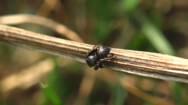 黒いクモのジャンプ草の緑の枝に座っている。野生動物のマクロクモを見る - 映像、動画