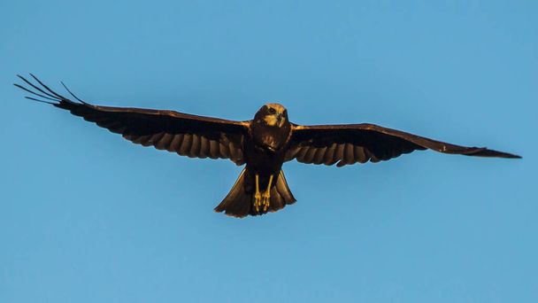 Прекрасная хищная птица летит по голубому небу. Западный болотный лучник (Circus aeruginosus), самка. - Фото, изображение
