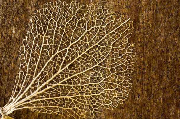 Close up of a leaf skeleton dried on a plank of wood. Details and textures found in nature - Photo, Image