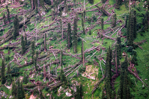 Δένδρα που κόβονται από τη θύελλα - Φωτογραφία, εικόνα