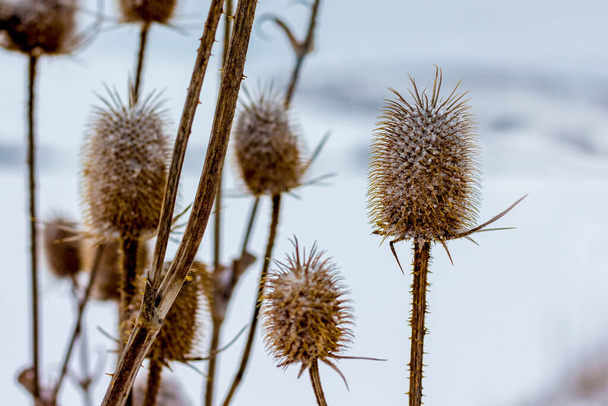 Dry thistle branches against snow background in winter - Photo, Image