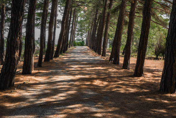 Pinheiros altos lançam longas sombras no caminho na floresta de coníferas do outono. - Foto, Imagem
