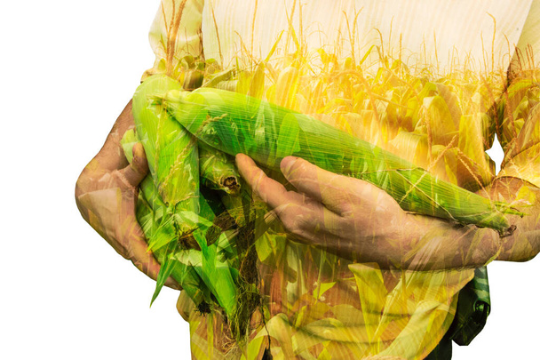 Image de concept de fermier. Double exposition des agriculteurs qui cultivent le maïs et le coucher du soleil sur le paysage des plantations. Concept d'agriculture. - Photo, image