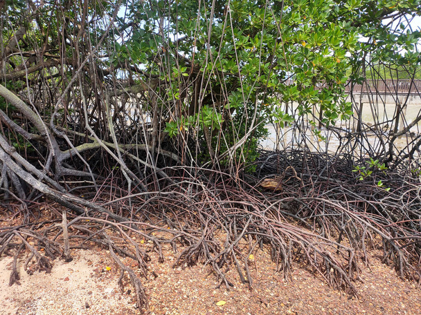 Mangrovebomen groeien van nature op modderige en moerasoevers. Deze plant kan het strand helpen om niet geërodeerd te worden door golven.. - Foto, afbeelding
