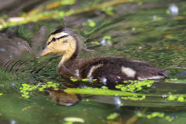 A mallard duckling - Anas platyrhynchos - on the water's surface covered with duckweed - Zdjęcie, obraz
