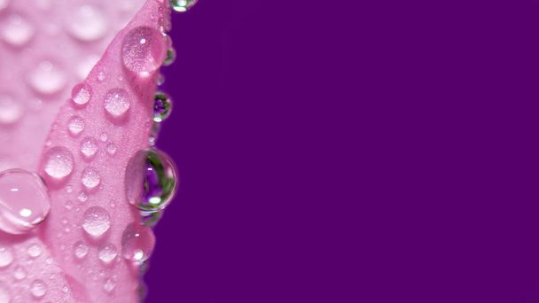 Αφαίρεση Floral φόντο μακροεντολή. Κοντινό πλάνο σταγόνες νερού ροζ λουλούδι Violet φόντο επιλεκτική εστίαση θέση για το κείμενο. - Φωτογραφία, εικόνα