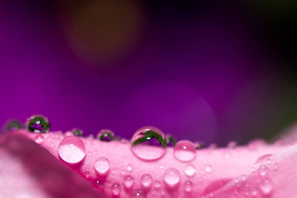 Абстракция Цветочный макрофон. Крупным планом капли воды розовый цветок фиолетовый фон Выбор место для текста. - Фото, изображение