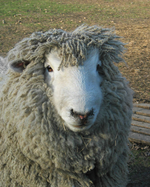 Koyun yünü, postu, eti ve süt ürünleri için yetiştirilen koyunlar. Avrupa 'da bir çiftlik hayvanının çiftliğinde bir merino koyununun kapanışı.. - Fotoğraf, Görsel