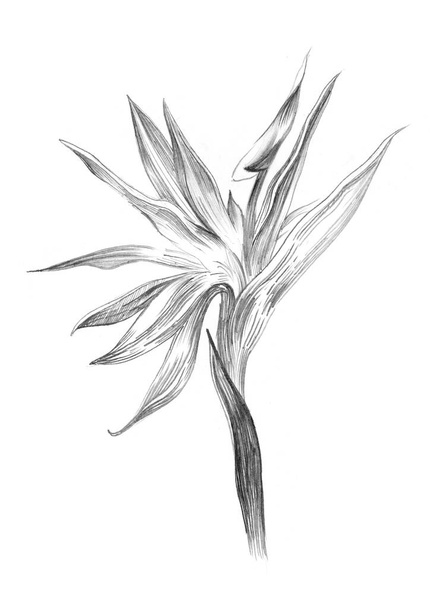 Bird of Paradise tropical flowers isolated on white. Pencil sketch  - Фото, изображение