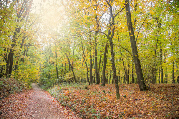 Forest in the fall. Woods in autumn. - Fotoğraf, Görsel