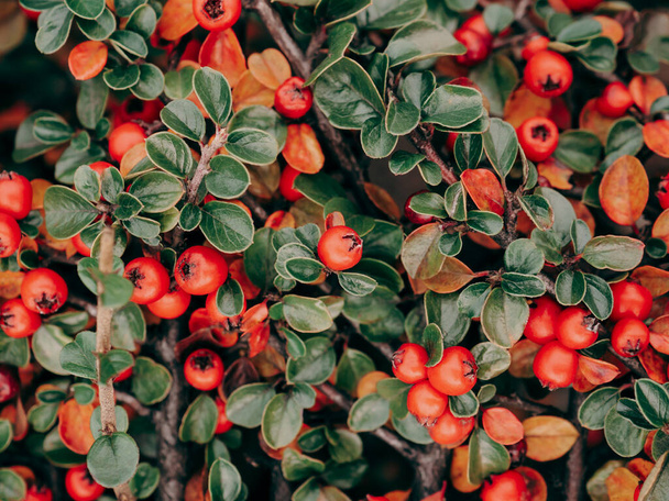 Seasonal concept. Bright red berries and green leaves of Berberis thunbergii. Japanese barberry. Creative fall background of barberry bush leaves and berries. Red green colors of autumn. Soft focus. - Photo, Image