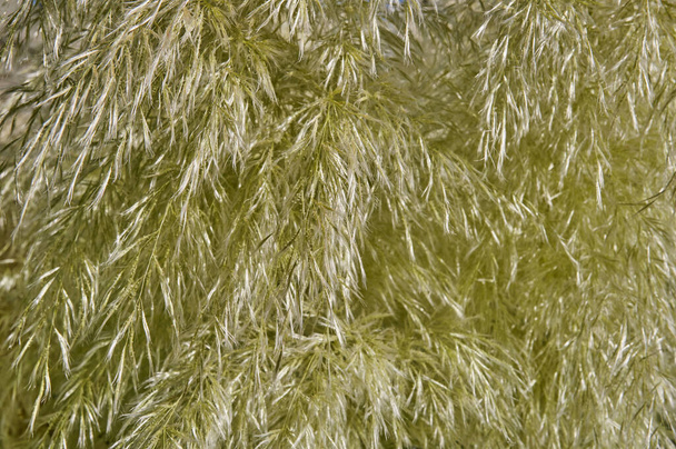 Textura de la planta de hierba de pampas beige como fondo - Foto, imagen