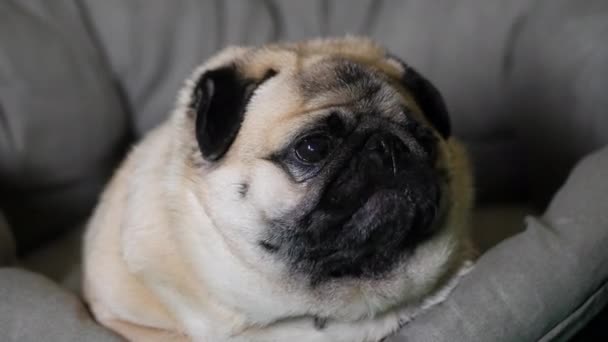 Väsynyt ja laiska mopsi koira makaa koirien sängyssä, rentouttava kotona - Materiaali, video
