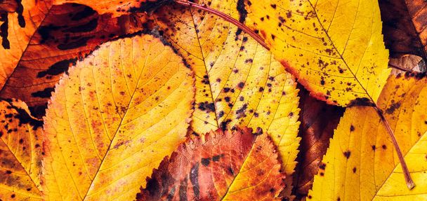 Herfst bladeren achtergrond. Warme herfstbladeren, rood, geel en oranje, op de grond gevallen. Panoramische valsamenstelling. - Foto, afbeelding